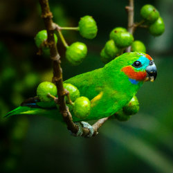 Small green fig parrot